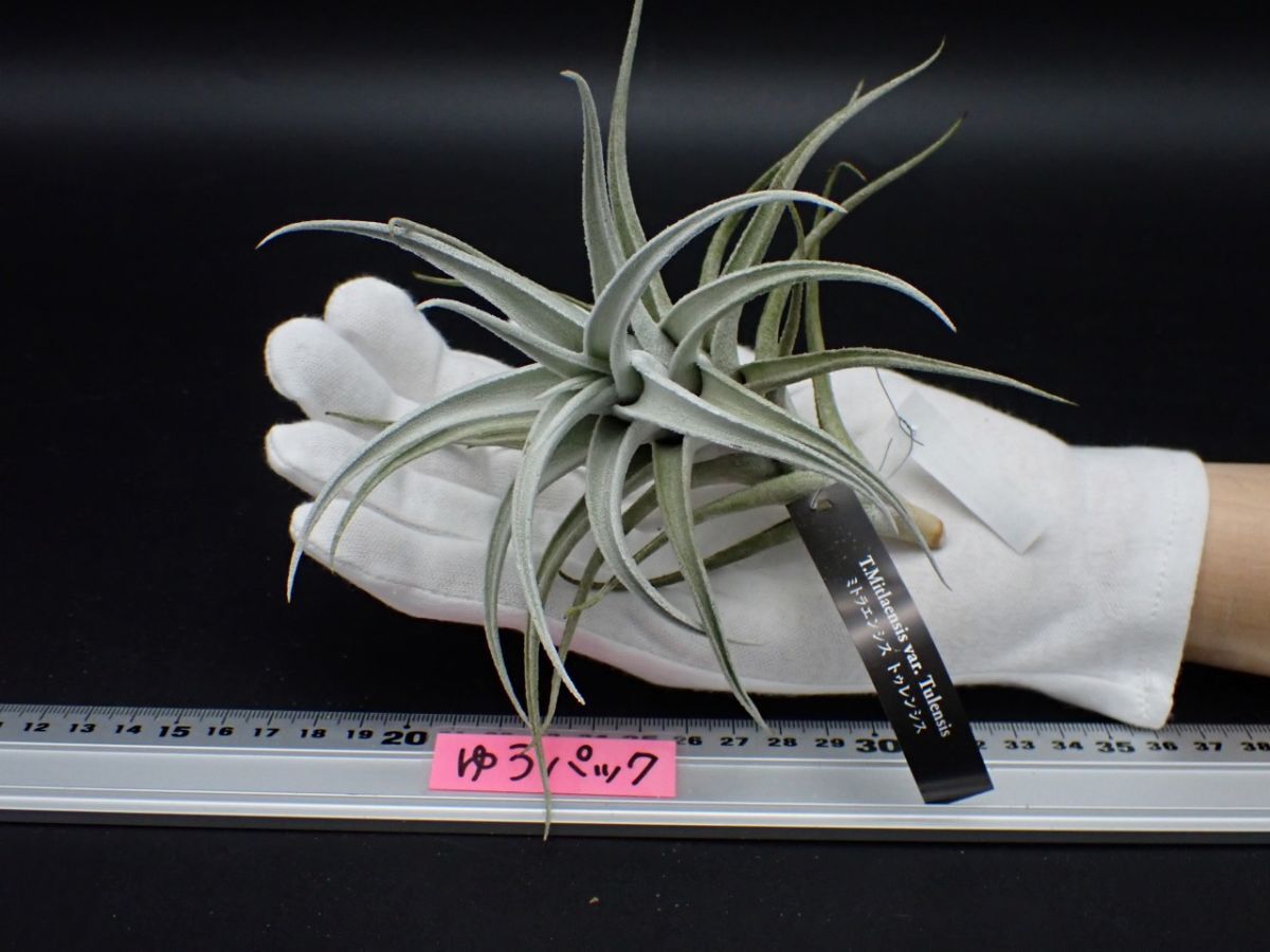 超希少❗️縞模様❗️サイズ特大❗️チランジア　ヒルダエ✨ Resultados de búsqueda de 