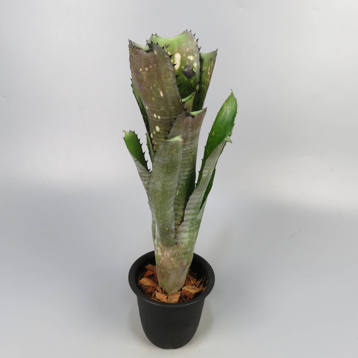 激レア】ショウジョウアナナス ビルベルギア 国内流通極少 希少植物