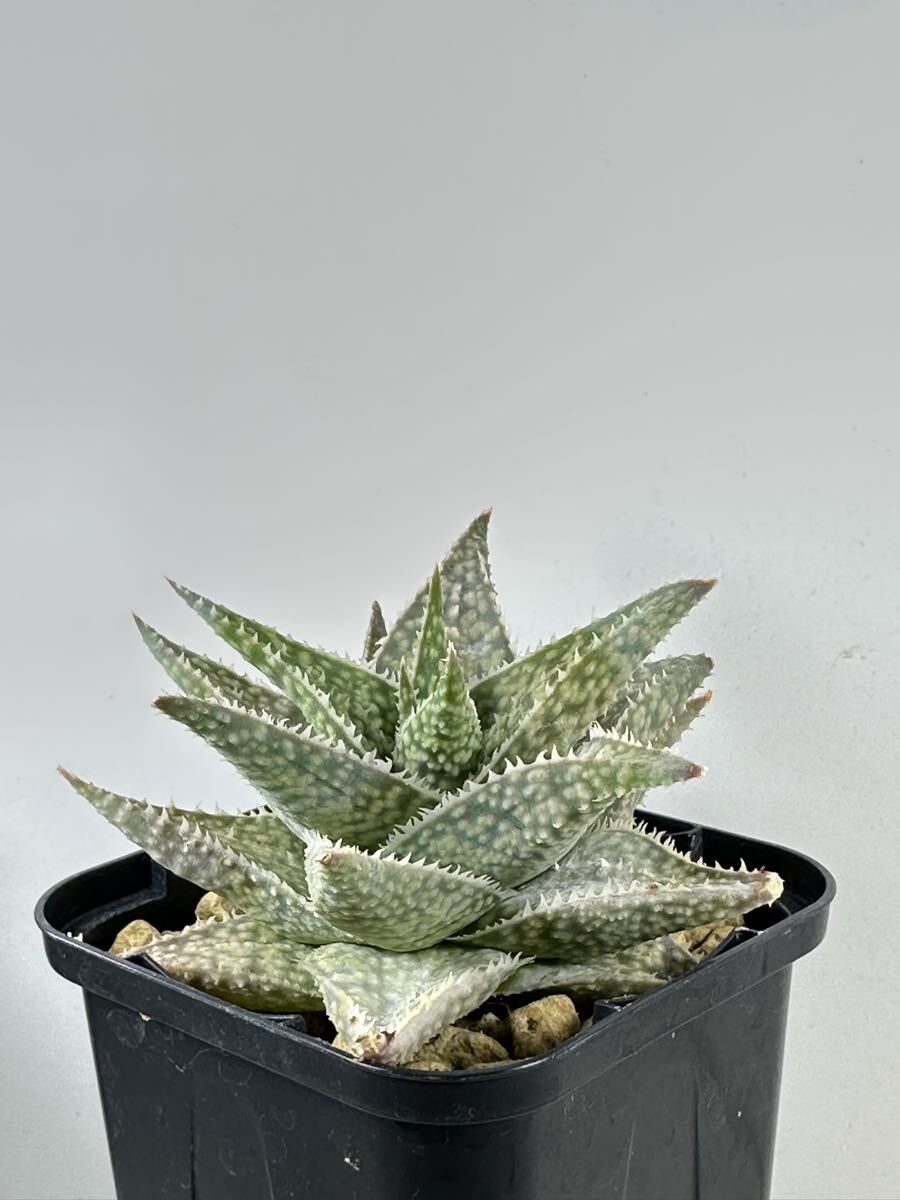 Результаты поиска для «#Aloe» /【Buyee】
