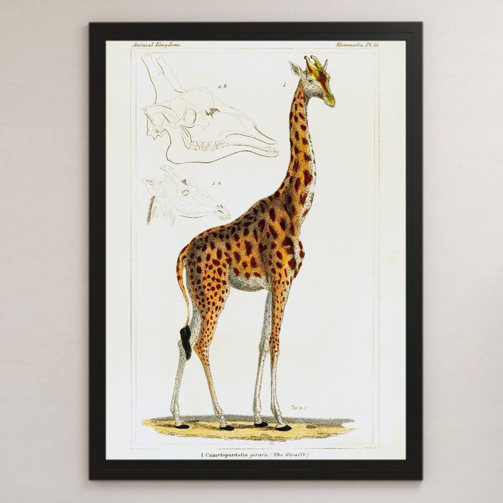 giraffe vintage