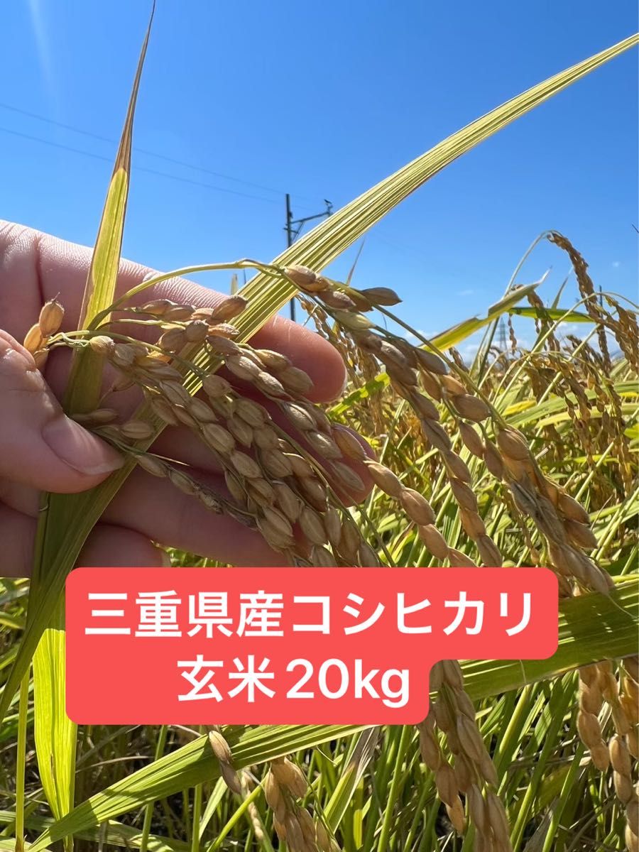 令和7年産農薬不使用コシヒカリ玄米20kg | Shop at JDirectItems