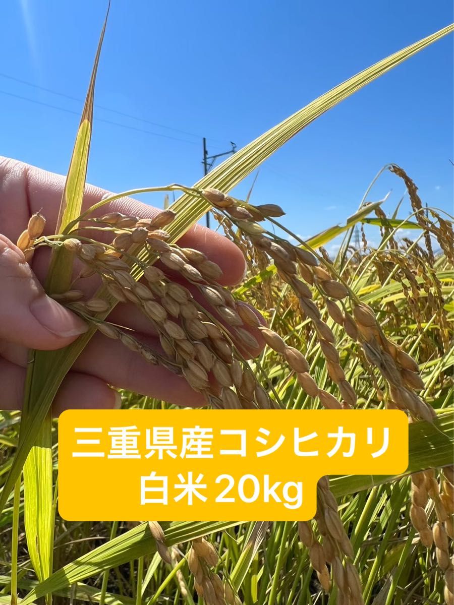 三重県産 令和7年産 コシヒカリ 20kg 20キログラム | Shop at