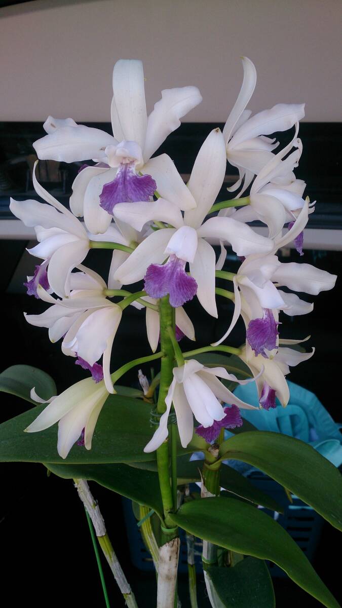 鉢植え 原種洋蘭 洋蘭 原種カトレア カトレア Cattleya intermedia f