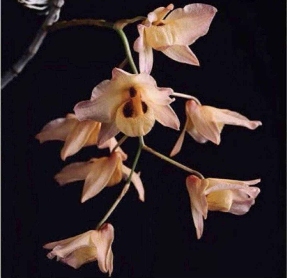 洋蘭原種 (003) 希少種 Den. lawiense (Sib) デンドロビューム