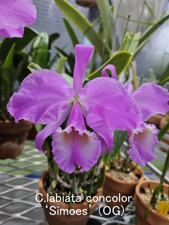 ☆洋蘭☆原種☆カトレアC.labiata fma. concolor 'Simoes'(OG) Yahoo