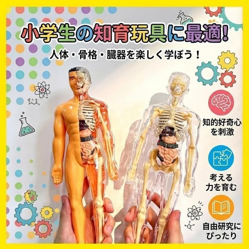 スケルトン 解剖 動物模型 ワニ トラ 馬 フグ4 VISION 剖 | Shop at