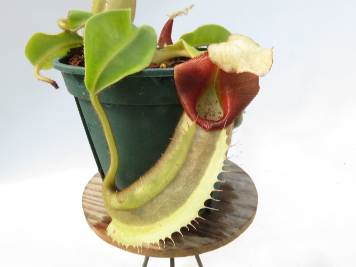 No.2】Nepenthes undulatifolia_食虫植物 ネペンテス ウツボカズラ