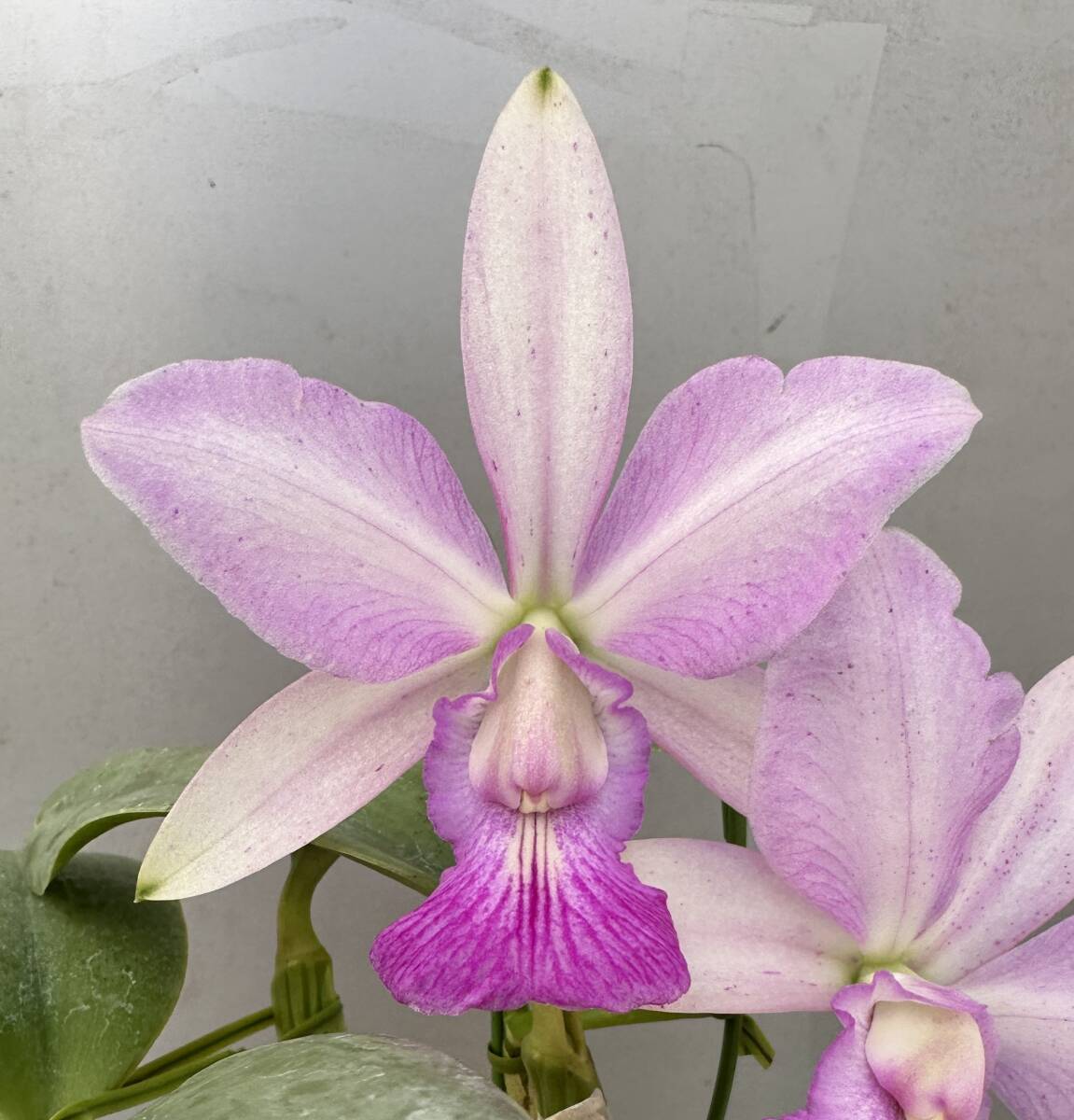 即決あり 原種 洋蘭 カトレア c.walkeriana feiticerinha ××××× 洋蘭