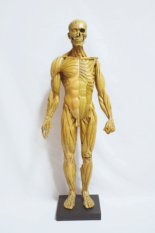 アナトミーツール Anatomy Tools Male figure 2011年 アナトミーツール Anatomy Tools Male figure 2011年 | Shop at