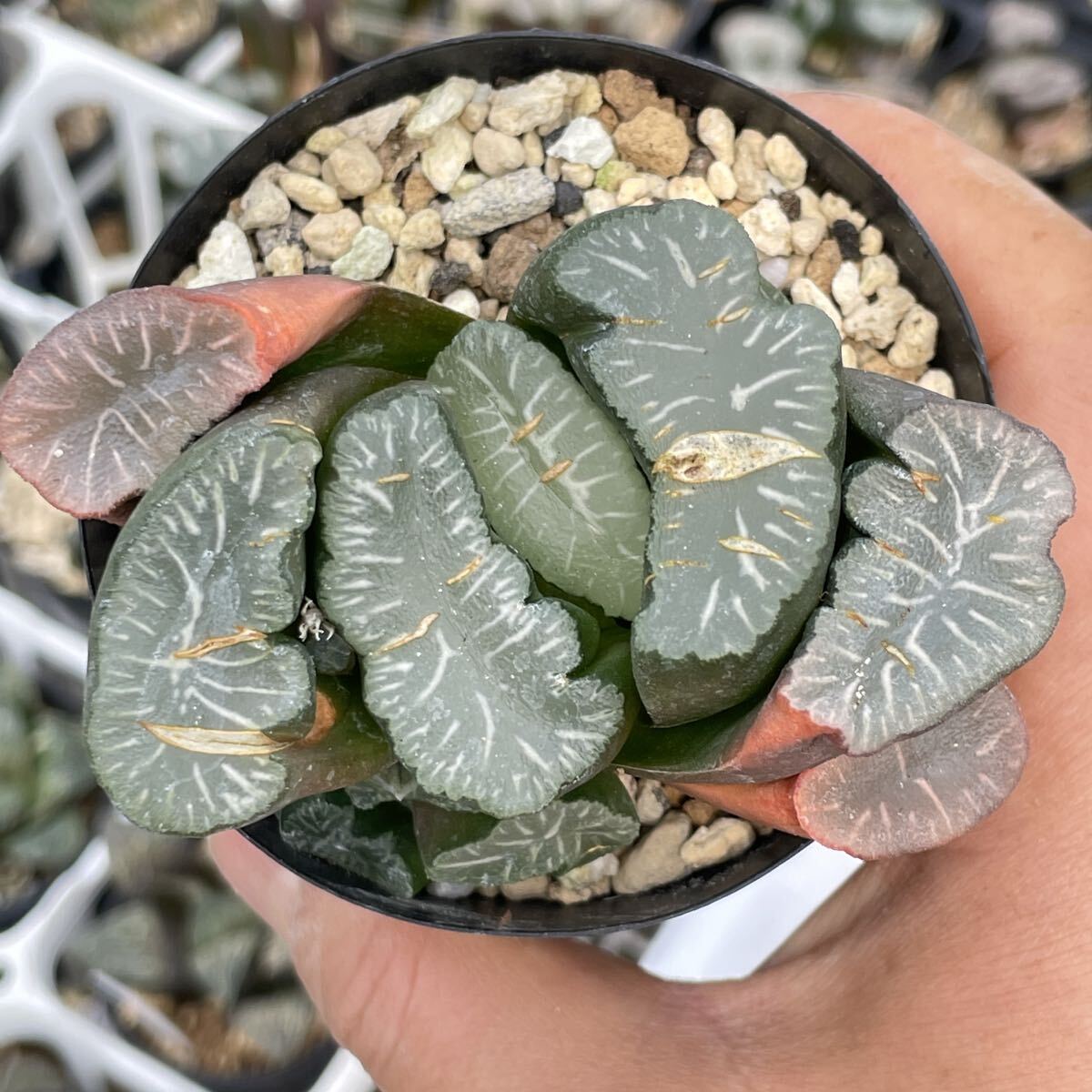 25d 多肉植物 ハオルチア 南亜の星錦 自家繁殖 鉢植え発送 観葉植物