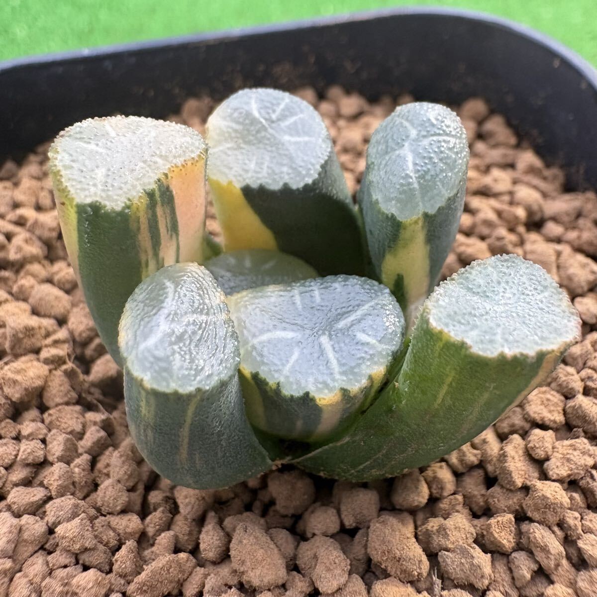 多肉植物 ハオルチア オーロラ万象錦 極上斑
