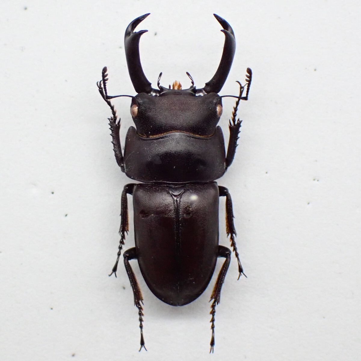 DORCUS DORCUS