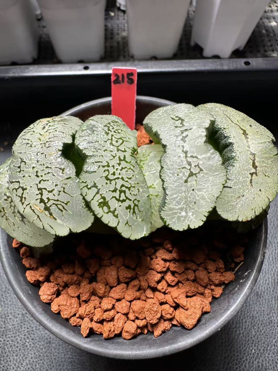 サボテン 多肉植物 19 ハオルチア 玉扇錦 竪琴 極上斑