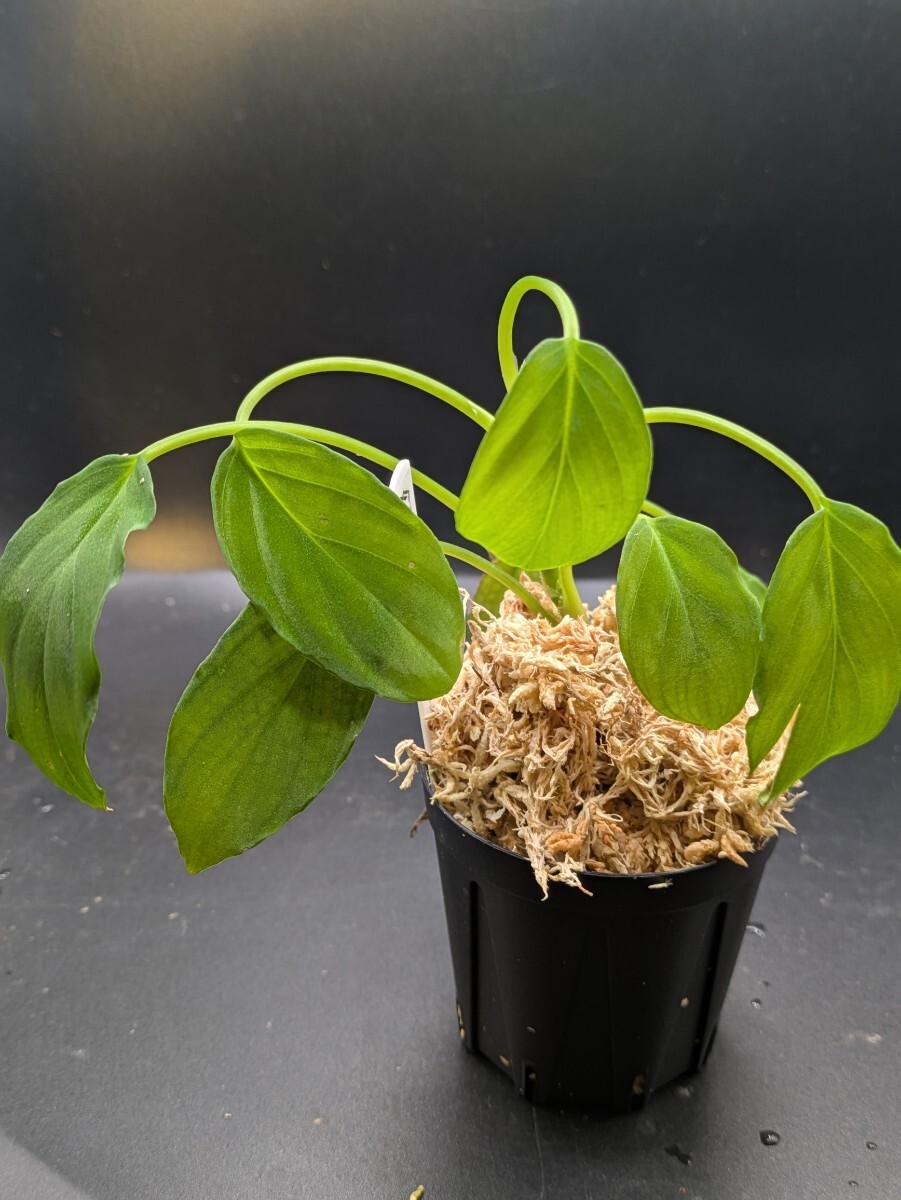 Homalomena sp. 