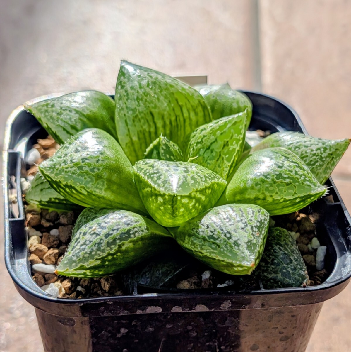 ハオルチア | ≧∇≦）多肉植物 大株 巨大型白肌花葵 エンジン 春の