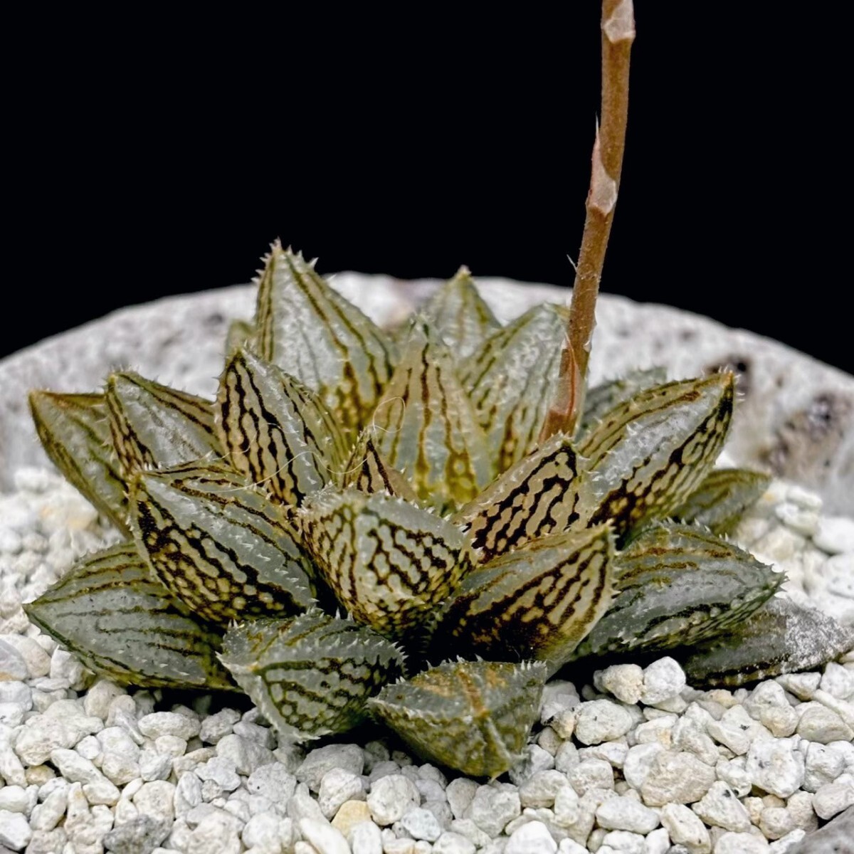 ハオルチア 白雪絵巻錦 多肉植物 ≧∇≦）多肉植物 Yahoo!オークション