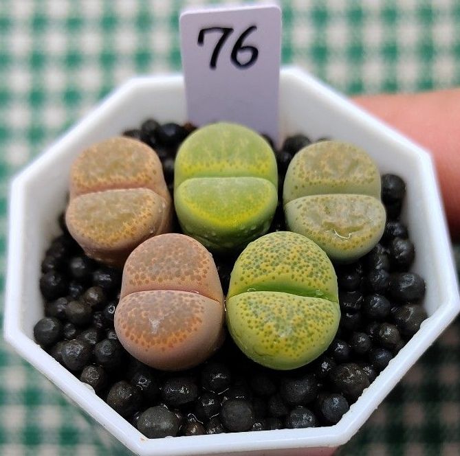 S36 多肉植物リトープス/コノフィツム/メセン　カラフルセット　土なし S36 多肉植物リトープス/コノフィツム/メセン カラフルセット 土なし
