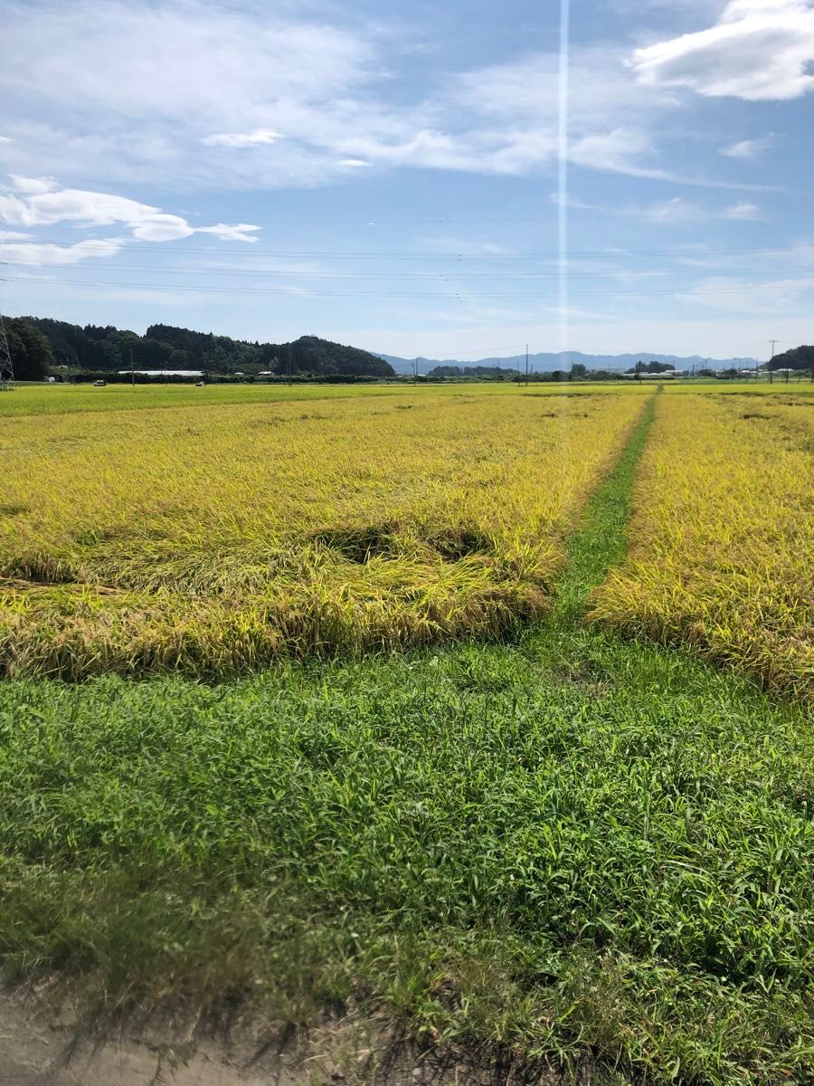 特別脱穀米 静岡産 玄米 農薬：栽培期間未使用品 にこまる 20kg | Shop