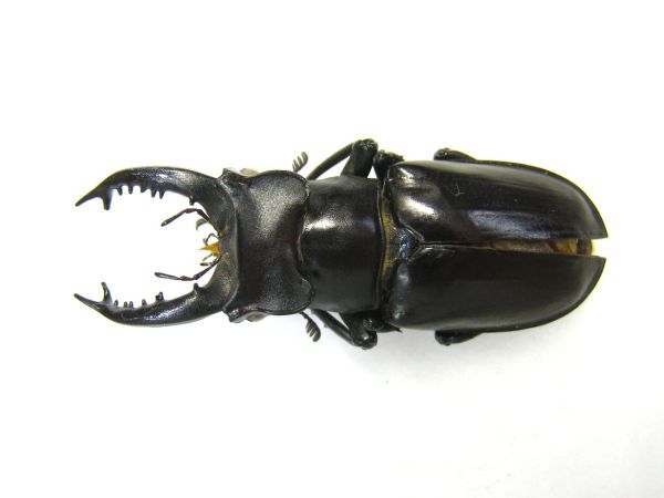 ミヤマクワガタ 標本