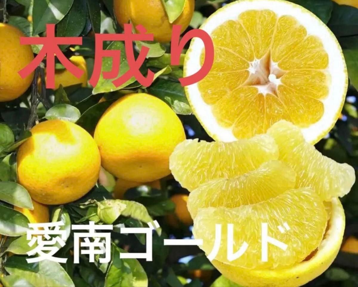愛媛県産 ブラッドオレンジ モロ 希少柑橘 5キロ箱 | Shop at