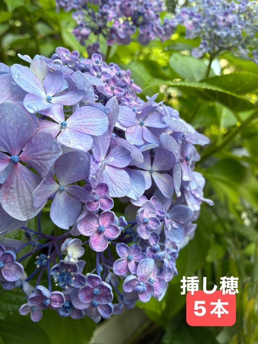 紫陽花挿し穂2本 | Shop at JDirectItems Fleamarket from Japan! | Buyee