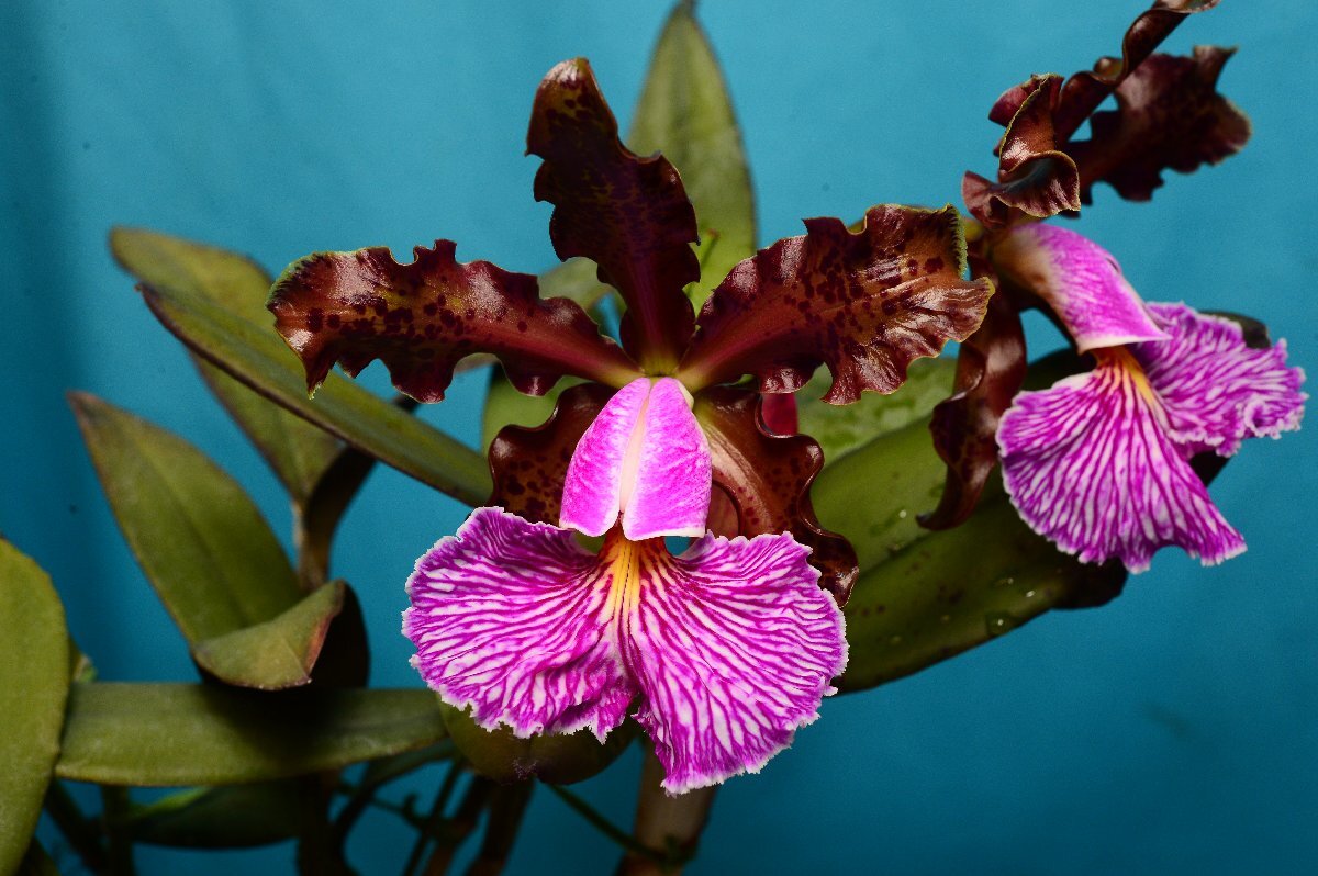 即決あり 原種 洋蘭 カトレア c.walkeriana feiticerinha ××××× 洋蘭