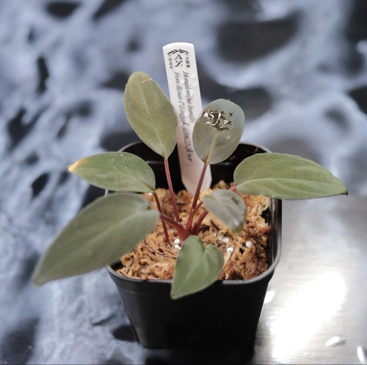 Homalomena Rec 177 K0723-f1 kzt本タグ付き 観葉植物 Homalomena Rec 177 K0723-f1 kzt本タグ付き