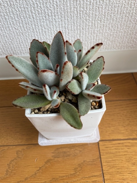 多肉植物カランコエ
