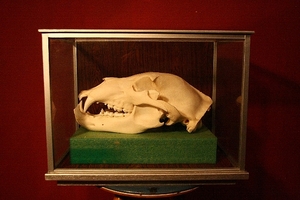 ガラスケース入り オス5歳ヒグマの頭蓋骨 スカル 骨格標本