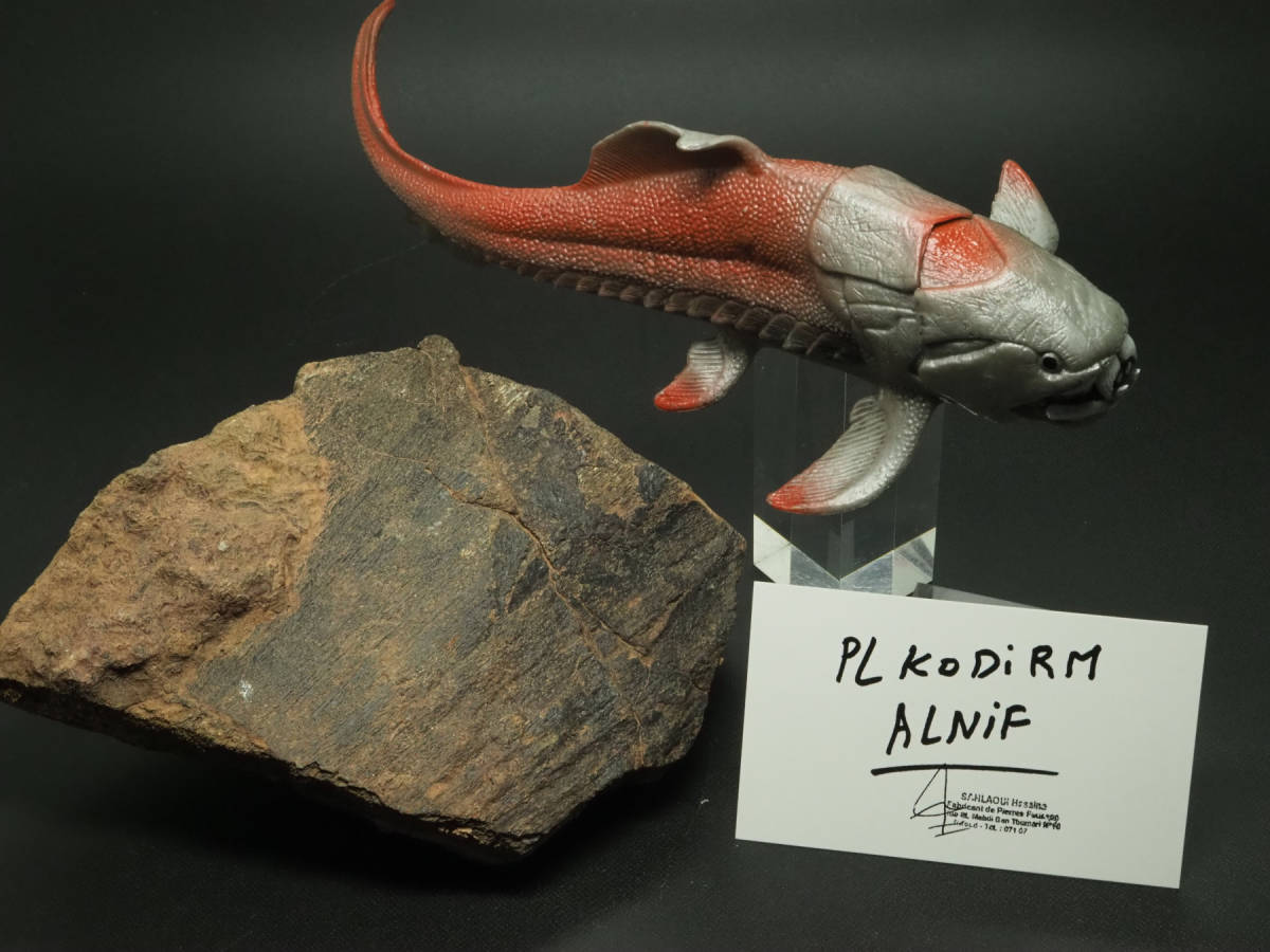 大型！極上保存！甲冑魚の化石【Zychaspis siemiradzkii】【725 g