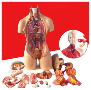 S-345 ★人体模型パズル 人体解剖学玩具,胴体解剖学モデル,医療教材,教育玩具