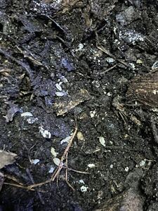 ●シロホソワラジムシ　50匹　自家繁殖 （シロワラジムシ）
