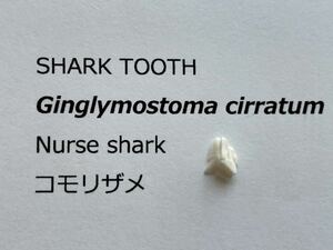 サメの歯　コモリザメ　#7 鮫　サメ　歯