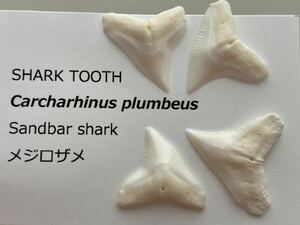 サメの歯　メジロザメ　#15 4点セット　サメ　鮫　歯
