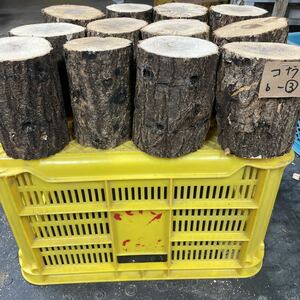 クワガタカブトムシ産卵木 椎茸コナラb-3品 1円スタート 12本+端材2本 直径11cm程度 長さ14cm程度