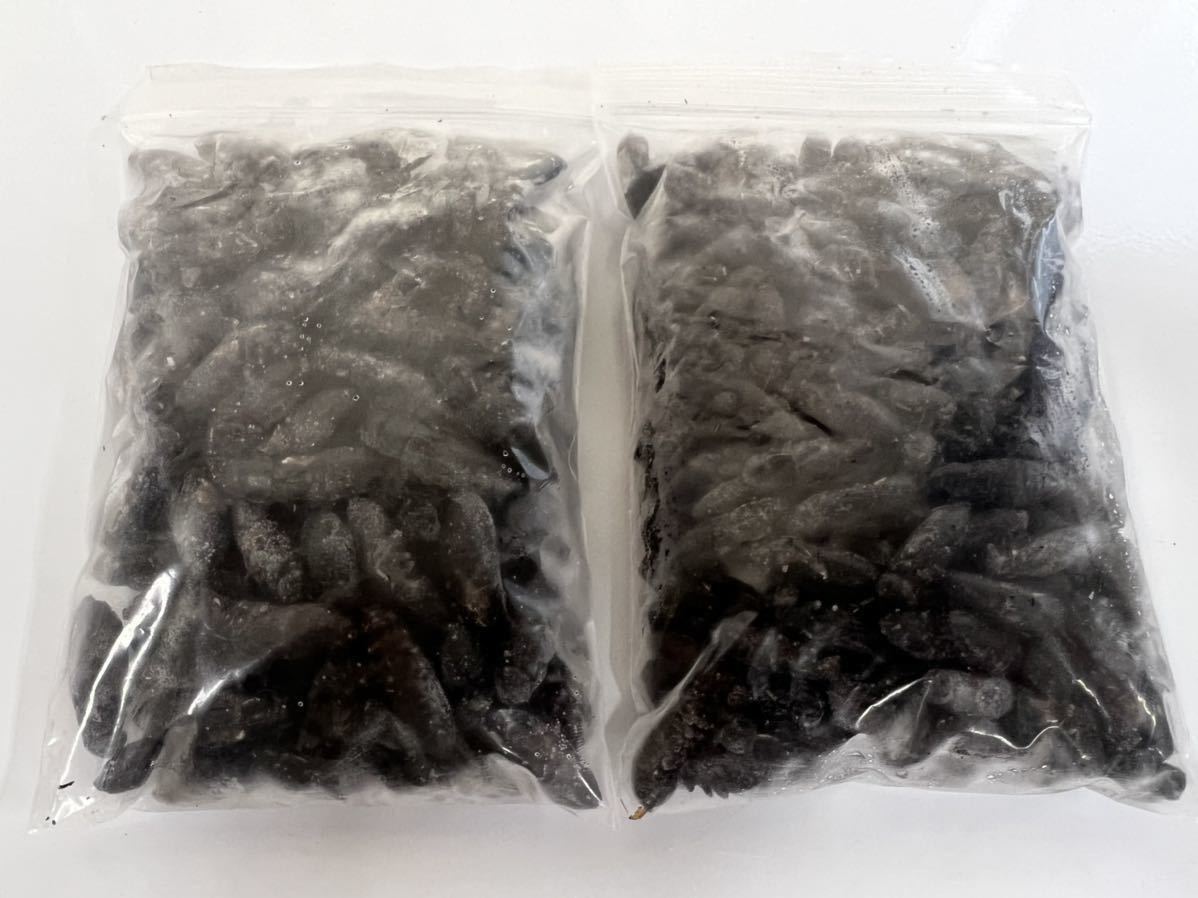 冷凍クロコオロギ　サイズ:L(羽なし) 100g 約100匹程　＋ML(1.7〜2.2cm) 100g 約200匹程 送料無料