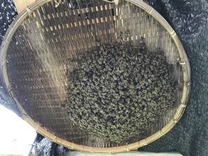 日本ミツバチ　代理出品です。4月27日分蜂群　好評につき再出品　巣箱付