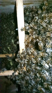 日本蜜蜂　入居巣箱 　重箱式4段