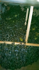 日本蜜蜂　入居巣箱 　重箱式4段　福岡県　