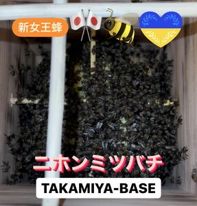 希少　日本みつばち　分蜂群　福岡発送料込み　安定巣営の強群　ニホンミツバチ　日本ミツバチ　にほんみつばち