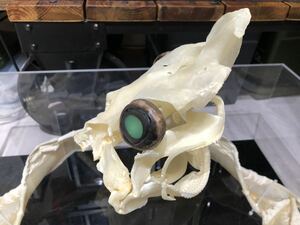 希少　アイザメ　頭骨 標本 /深海生物　深海標本　頭骨　歯　化石　メガロドン　博物館　学術標本　サメ　鮫