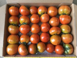 トマト　フルティカ無農薬　1.2kg箱込　徳島産