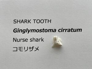 サメの歯　コモリザメ　#51 サメ　鮫　歯