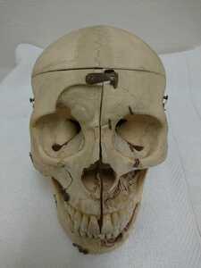 頭蓋骨　標本