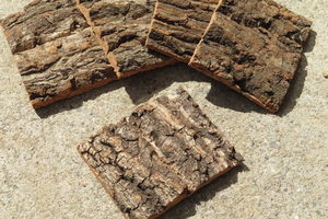 20枚セット　　樹皮　コルク板　10×8ｃｍ（厚約10ｍｍ以下）洋蘭　原種　チランジア　エアープランツ　小型　ビカクシダ　ラン　コルク