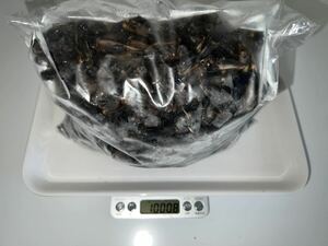 冷凍クロコオロギ サイズ:L(羽) 1kg 約1050〜1000匹程 送料無料