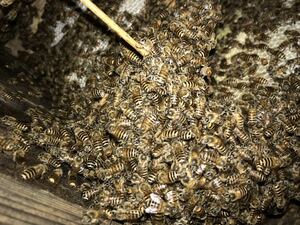 日本ミツバチの蜜蝋　ミツロウ　みつろう　蜜ろう