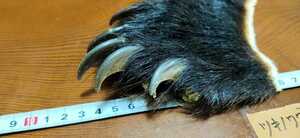 ●熊の爪●ツキノワグマ 指5本① 月の輪熊 ベアークロー 熊爪 爪 熊 クマの手 DIY 自作 くまの爪 クマの爪 熊の爪 熊の手 くまの手 熊の足