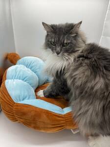 ペット　ベッド　ペット用品　犬用　猫用　ブルー