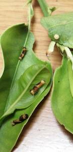 希少！！クロアゲハの幼虫3匹プラス卵1つ　小学生　理科　蝶の観察　夏休みの宿題　自由研究　送料無料